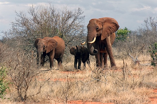 Kenia (360)